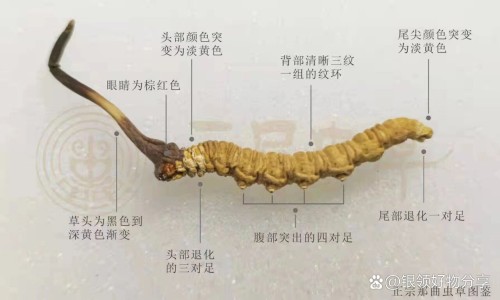 菠萝蜜的丝有什么功效网—知名的菠萝蜜的功效及禁忌网站,分享菠萝蜜的功效及禁忌知识